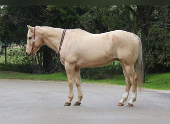 American Quarter Horse Mix, Wallach, 13 Jahre, 155 cm, Palomino