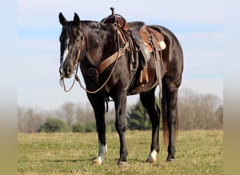 American Quarter Horse Mix, Wallach, 13 Jahre, 155 cm, Rappe
