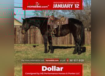 American Quarter Horse, Wallach, 13 Jahre, 155 cm, Rappe