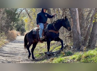 American Quarter Horse, Wallach, 13 Jahre, 155 cm, Rappe