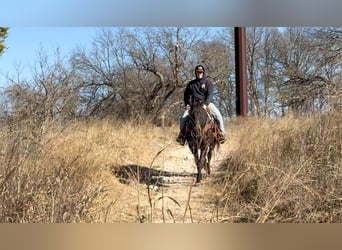 American Quarter Horse, Wallach, 13 Jahre, 155 cm, Rappe