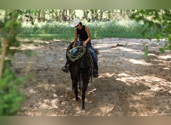 American Quarter Horse, Wallach, 13 Jahre, 155 cm, Rappe
