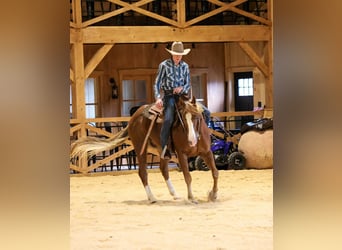 American Quarter Horse, Wallach, 13 Jahre, 155 cm, Rotfuchs