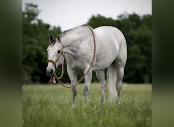 American Quarter Horse, Wallach, 13 Jahre, 155 cm, Schimmel