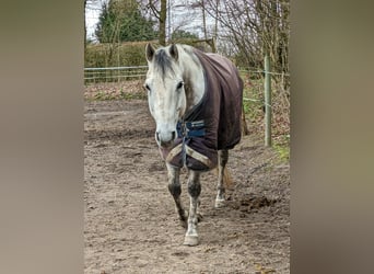 American Quarter Horse, Wallach, 13 Jahre, 155 cm, Schimmel