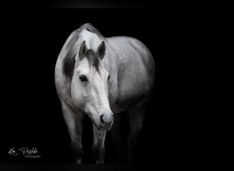 American Quarter Horse, Wallach, 13 Jahre, 155 cm, Schimmel