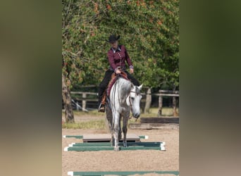 American Quarter Horse, Wallach, 13 Jahre, 155 cm, Schimmel