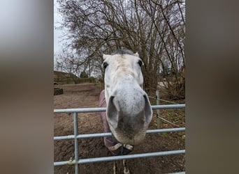 American Quarter Horse, Wallach, 13 Jahre, 155 cm, Schimmel