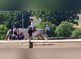 American Quarter Horse, Wallach, 13 Jahre, 155 cm, Schimmel