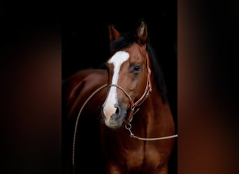 American Quarter Horse, Wallach, 13 Jahre, 156 cm, Dunkelbrauner