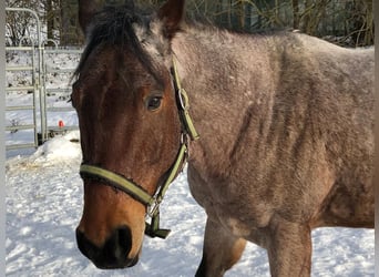 American Quarter Horse, Wallach, 13 Jahre, 156 cm, Roan-Bay