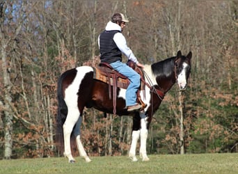 American Quarter Horse, Wallach, 13 Jahre, 157 cm, Brauner