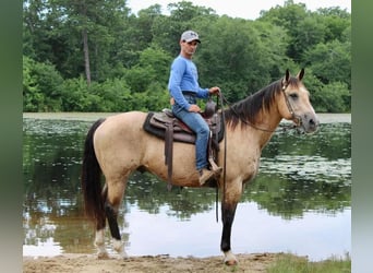 American Quarter Horse Mix, Wallach, 13 Jahre, 157 cm, Buckskin