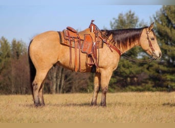 American Quarter Horse, Wallach, 13 Jahre, 157 cm, Buckskin