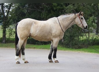 American Quarter Horse Mix, Wallach, 13 Jahre, 157 cm, Buckskin