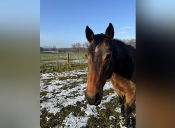 American Quarter Horse, Wallach, 13 Jahre, 157 cm, Dunkelbrauner