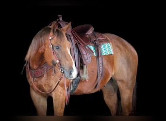 American Quarter Horse, Wallach, 13 Jahre, 157 cm, Dunkelfuchs
