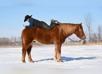 American Quarter Horse Mix, Wallach, 13 Jahre, 157 cm, Dunkelfuchs