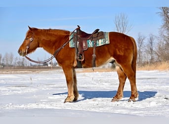 American Quarter Horse Mix, Wallach, 13 Jahre, 157 cm, Dunkelfuchs