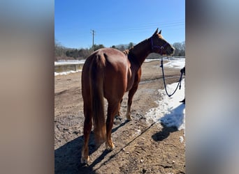 American Quarter Horse, Wallach, 13 Jahre, 157 cm, Dunkelfuchs