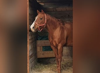 American Quarter Horse, Wallach, 13 Jahre, 157 cm, Fuchs