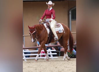 American Quarter Horse, Wallach, 13 Jahre, 157 cm, Fuchs