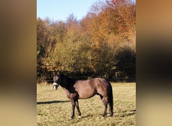 American Quarter Horse, Wallach, 13 Jahre, 157 cm, Grullo