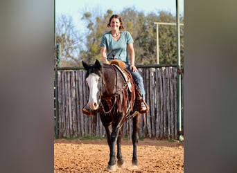 American Quarter Horse, Wallach, 13 Jahre, 157 cm, Palomino