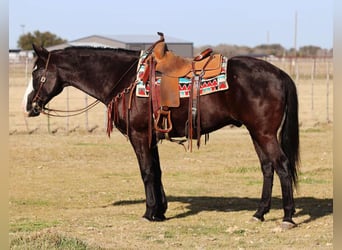 American Quarter Horse, Wallach, 13 Jahre, 157 cm, Palomino