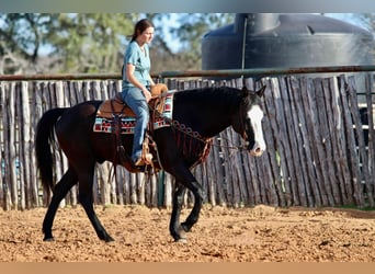 American Quarter Horse, Wallach, 13 Jahre, 157 cm, Palomino