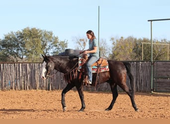 American Quarter Horse, Wallach, 13 Jahre, 157 cm, Palomino