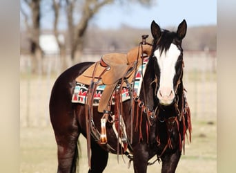 American Quarter Horse, Wallach, 13 Jahre, 157 cm, Palomino