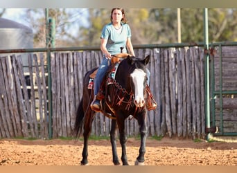 American Quarter Horse, Wallach, 13 Jahre, 157 cm, Palomino