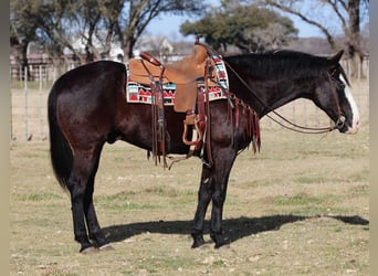 American Quarter Horse, Wallach, 13 Jahre, 157 cm, Palomino