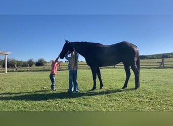 American Quarter Horse, Wallach, 13 Jahre, 157 cm, Roan-Blue