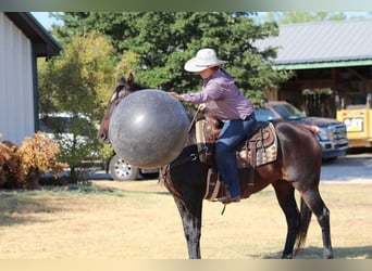 American Quarter Horse, Wallach, 13 Jahre, 157 cm, Rotbrauner
