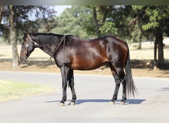 American Quarter Horse, Wallach, 13 Jahre, 157 cm, Rotbrauner