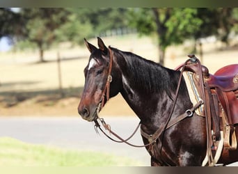 American Quarter Horse, Wallach, 13 Jahre, 157 cm, Rotbrauner