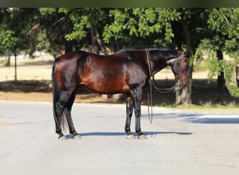 American Quarter Horse, Wallach, 13 Jahre, 157 cm, Rotbrauner