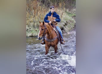 American Quarter Horse, Wallach, 13 Jahre, 157 cm, Rotfuchs