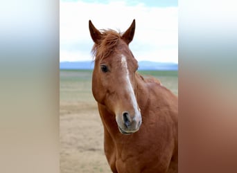 American Quarter Horse, Wallach, 13 Jahre, 157 cm, Rotfuchs
