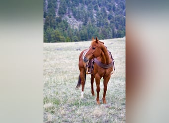 American Quarter Horse, Wallach, 13 Jahre, 157 cm, Rotfuchs