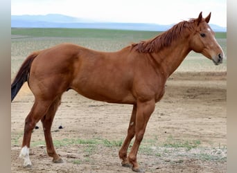 American Quarter Horse, Wallach, 13 Jahre, 157 cm, Rotfuchs
