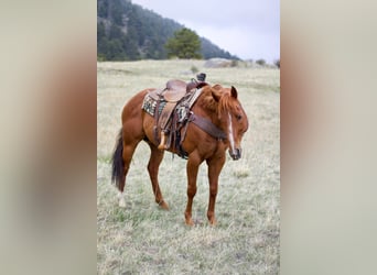 American Quarter Horse, Wallach, 13 Jahre, 157 cm, Rotfuchs