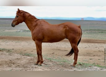 American Quarter Horse, Wallach, 13 Jahre, 157 cm, Rotfuchs