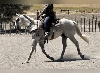 American Quarter Horse, Wallach, 13 Jahre, 157 cm, Schimmel