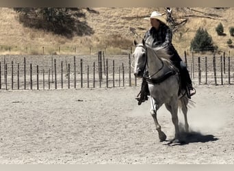 American Quarter Horse, Wallach, 13 Jahre, 157 cm, Schimmel