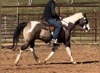 American Quarter Horse, Wallach, 13 Jahre, 157 cm, Tobiano-alle-Farben