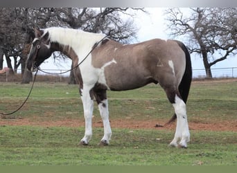 American Quarter Horse, Wallach, 13 Jahre, 157 cm, Tobiano-alle-Farben