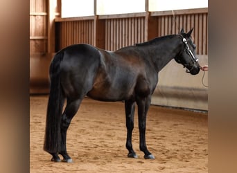 American Quarter Horse, Wallach, 13 Jahre, 158 cm, Dunkelbrauner